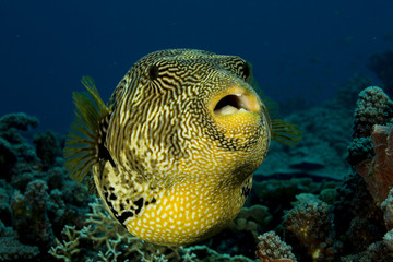 Yellow pufferfish on beautiful coral reef © rmferreira