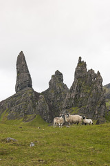Sheep pose by the Old Man of Storr, Scotland
