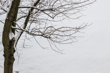 Obraz premium Closeup of tree branches covered with snow.