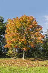 Autumn tree shedding leaves