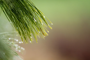 Pine needle branches dripping with rain drops after rain. Bokeh background ideal for text.