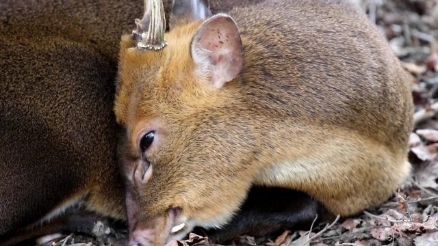 Muntjac Deer  under a Tree