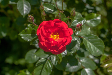 red roses close up background