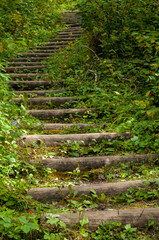 Forest Staircase in Prince Albert National Park.