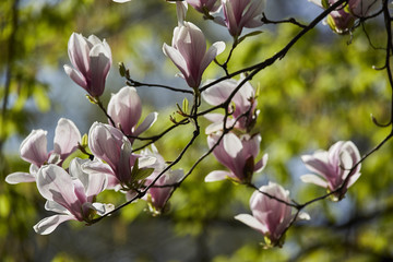Rhododendron blooming in park