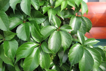 Virginia creeper (Parthenocissus quinquefolia var. murorum) fresh leaves