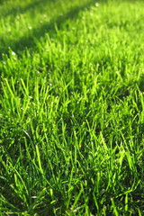 Fresh mown lawn grass in the sunny autumn garden