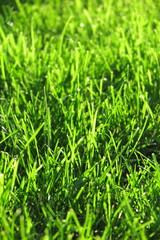 Fresh mown lawn grass in the sunny autumn garden