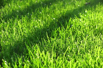 Fresh mown lawn grass in the sunny autumn garden
