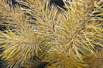 Young scorched Scots pine (Pinus sylvestris) as a result of an anthropic caused forest fire