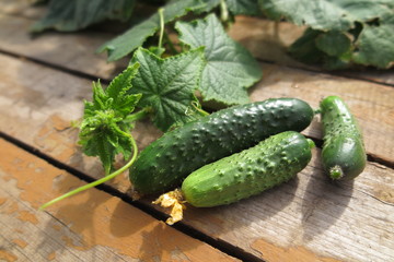 Cucumbers with vines in the summer garden on pine boards