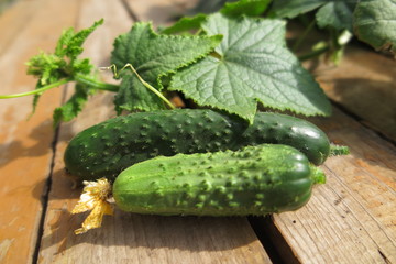 Cucumbers with vines in the summer garden on pine boards