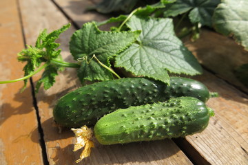 Cucumbers with vines in the summer garden on pine boards