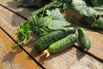 Cucumbers with vines in the summer garden on pine boards