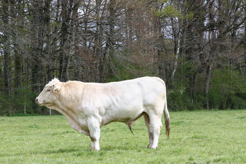 White Charolais bull  standing in profile  in a pasture, bred for beef and meat production