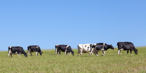 Line of black and white  Holstein  dairy cows walking on the skyline across a grassy pasture, horizontal panorama banner format © gozzoli