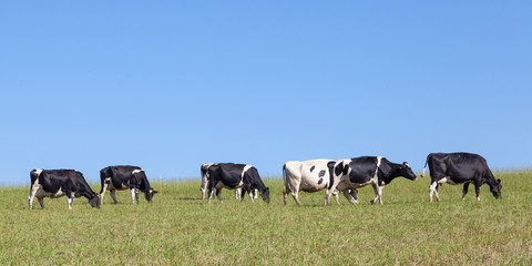 Line of black and white  Holstein  dairy cows walking on the skyline across a grassy pasture,...