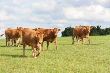 Küchenrückwand glas motiv Kuh Herde brauner Limousin-Rinderkühe, die im Abendlicht eine grüne Weide überqueren, die sich der Kamera nähert