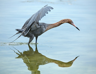 Reddish egret fishing with its wings raised and neck stretched.