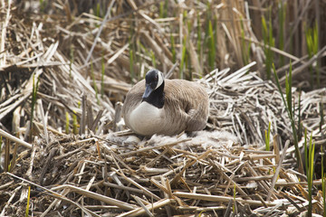 Canada goose sitting on eggs in the nest, Massachusetts.