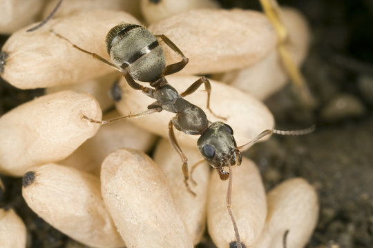 Adult ant Formica sp. (probably Formica cinerea)