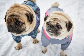 Two little pugs in winter