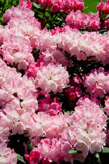 Beautiful pink flowers in the garden