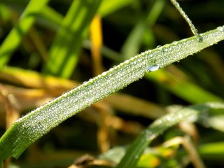 Dew on grass blade