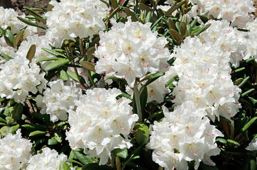 Obraz na płótnie Canvas Beautiful white flowers in the garden