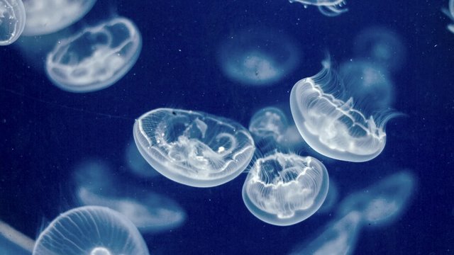 Jellyfish Underwater Footage with glowing medusas moving around