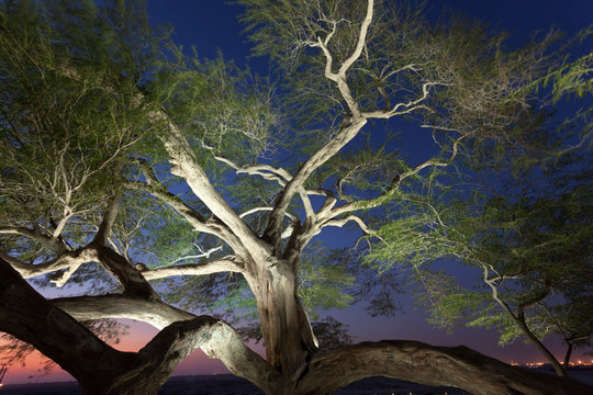 Tree Of Life, Bahrain