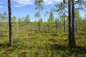 Pine trees in swampy tundra, Karelia