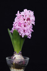 Hyacinth