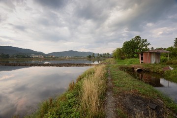 Fototapeta na wymiar Padi field in Balik Pulau