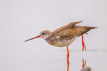 Spotted Redshank (Tringa erythropus ) stretching 