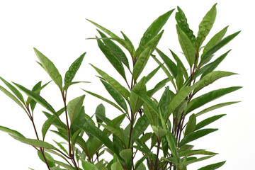 Fototapeta premium Flame flower(Justicia fragilis Wall.,Gendarussa vulgaris Nees)