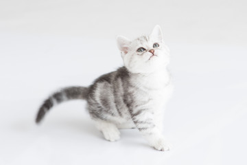 cute kitten