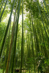 Bamboo grove, bamboo forest