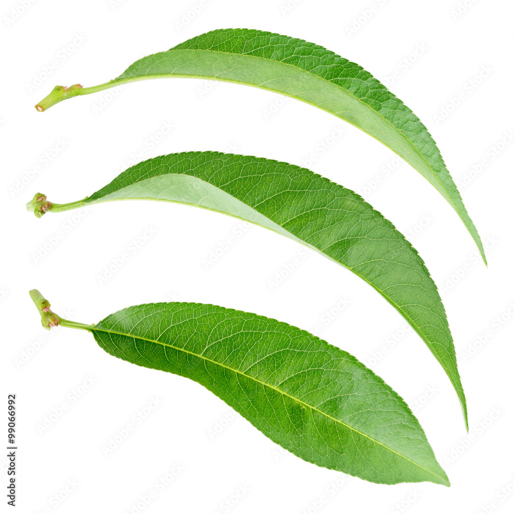 Wall mural peach leaf. collection isolated on white