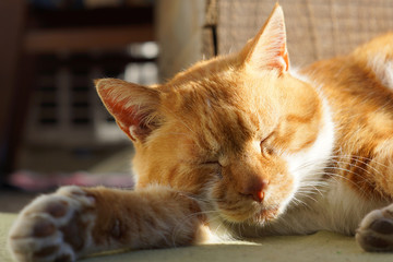 眠る茶猫