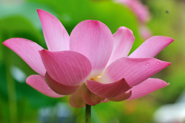 Lotus flower 
