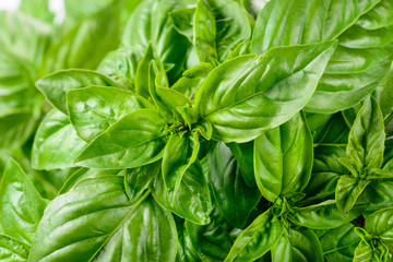 Fresh basil leaves.
