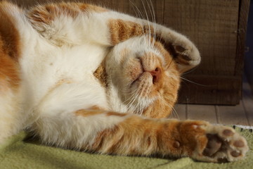 眠る茶猫
