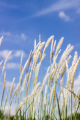 Obraz premium Flower grass impact sunlight