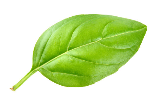 Basil Leaf Isolated On White Background. Macro.