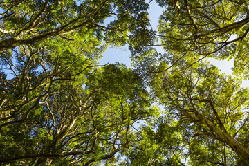 looking up in forest
