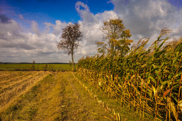jesień na Podlasiu © Janusz Lipiński