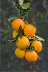 Ripe oranges on tree