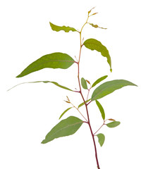 close up of eucalyptus branch