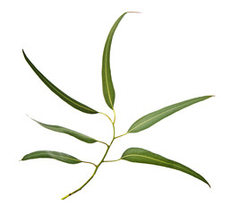 close up of eucalyptus branch